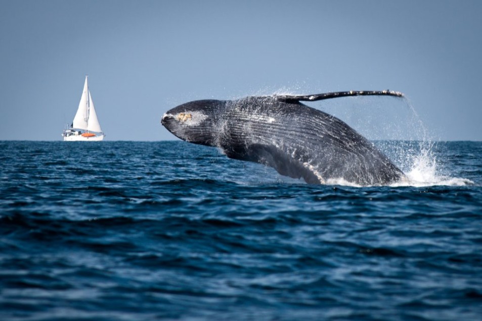 Avistamiento De Ballenas Destino Renta Yates Puerto Vallarta