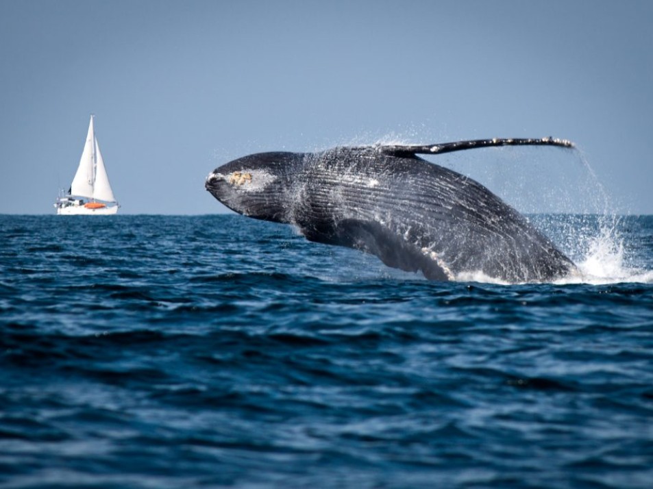 Avistamiento De Ballenas Destino Renta Yates Puerto Vallarta Avistamiento De Ballenas Destino Renta Yates Puerto Vallarta